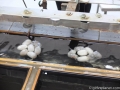 DSCF1785 DSCF1785